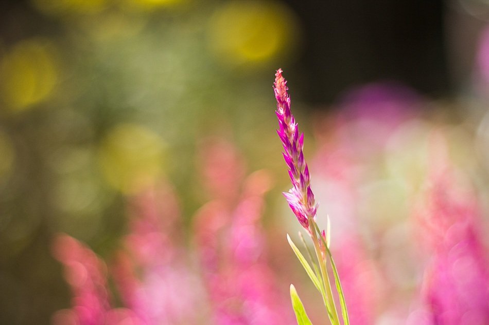 pink flower on blurry background in the garden