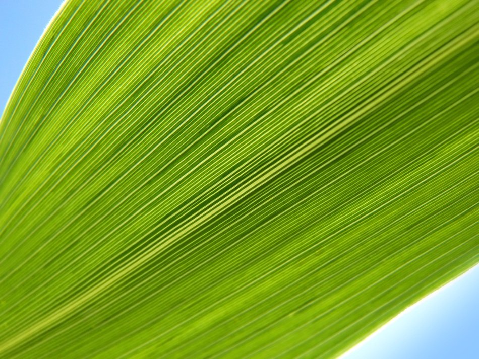 Leaf Lines Abstract as background
