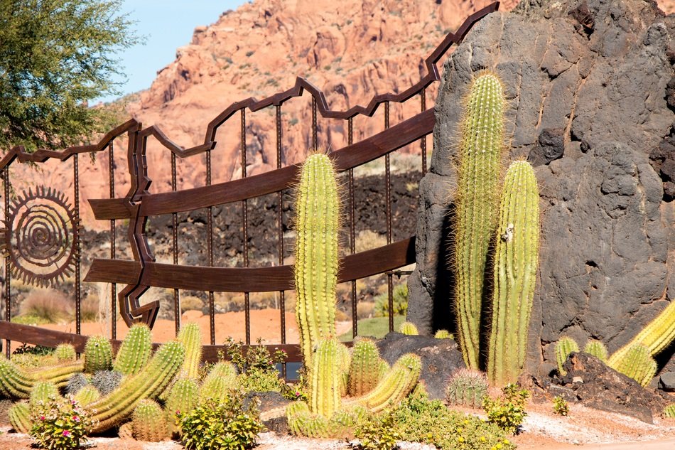 cactus garden near the gate
