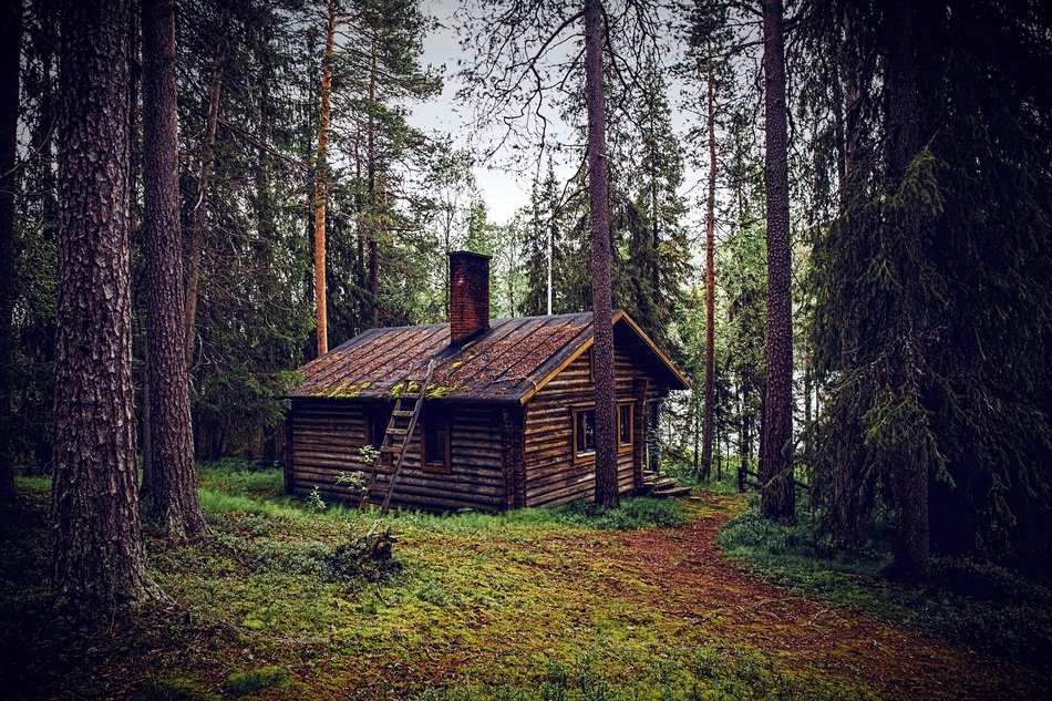 wooden house near the trees in the forest