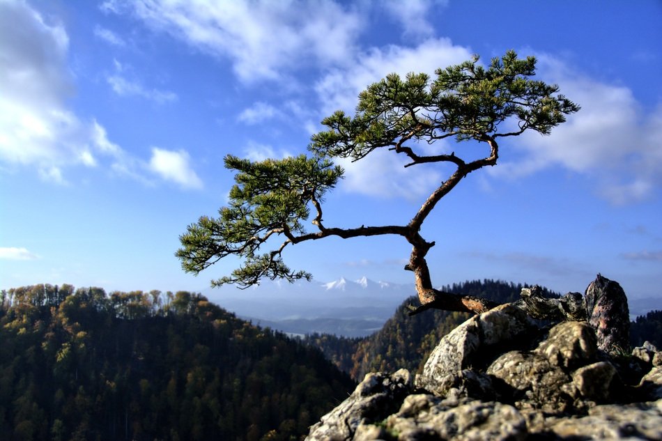 small trees on the mountain massif of Pieniny