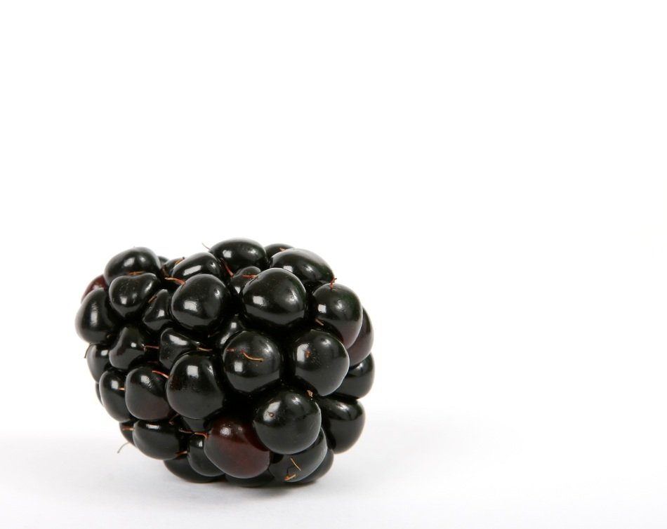 blackberry on the white background