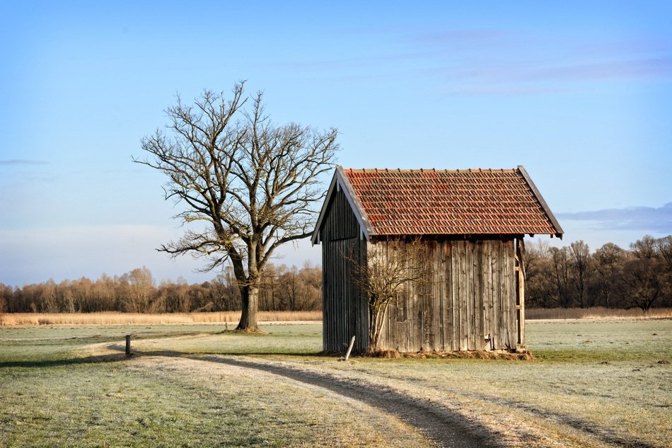 log cabin near a tree