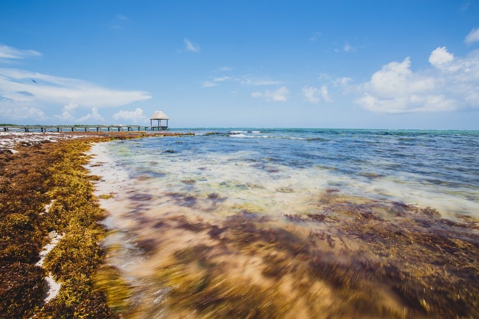 green algae with waves on the coast