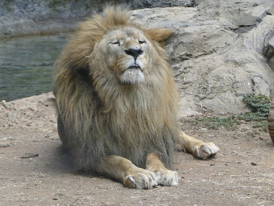 lion is the pride of the zoological garden