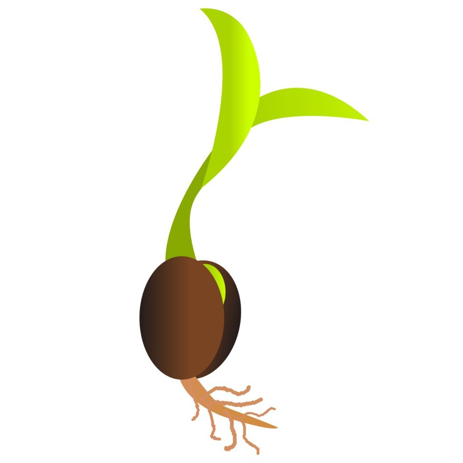 green seed with sprout at white background