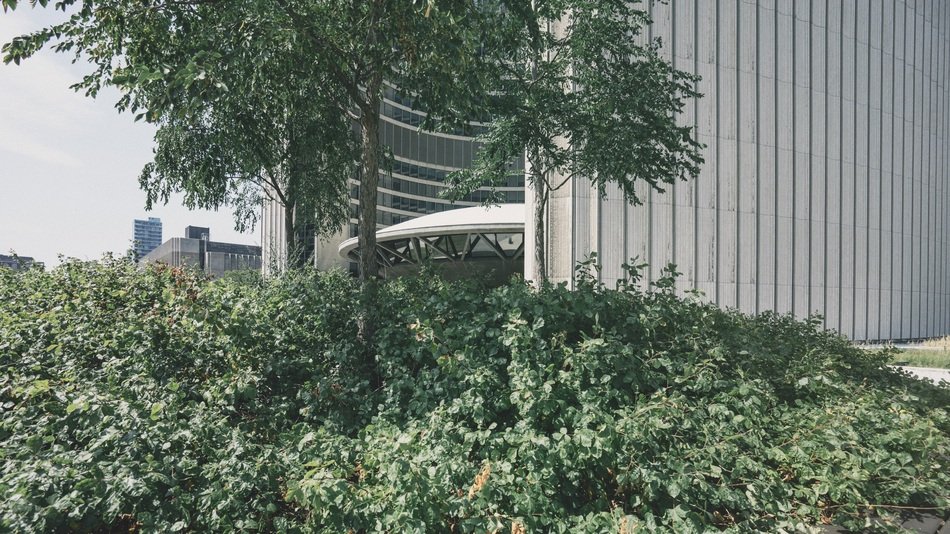 green bush near the City Hall in Toronto