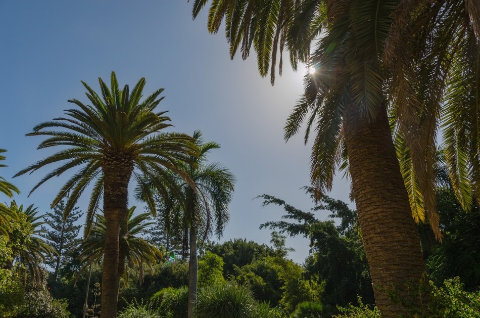palms in Tenerife