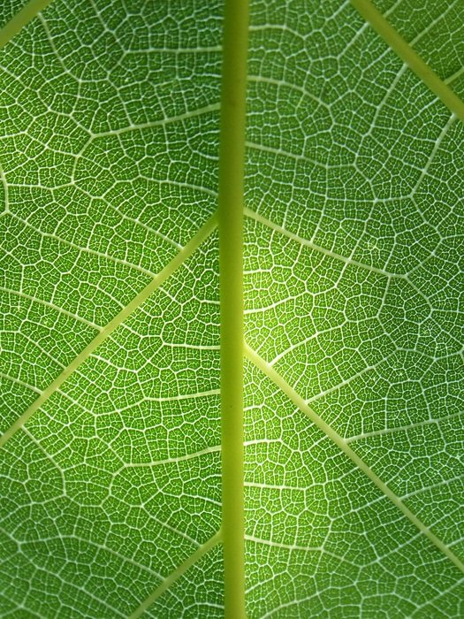 green leaf organic