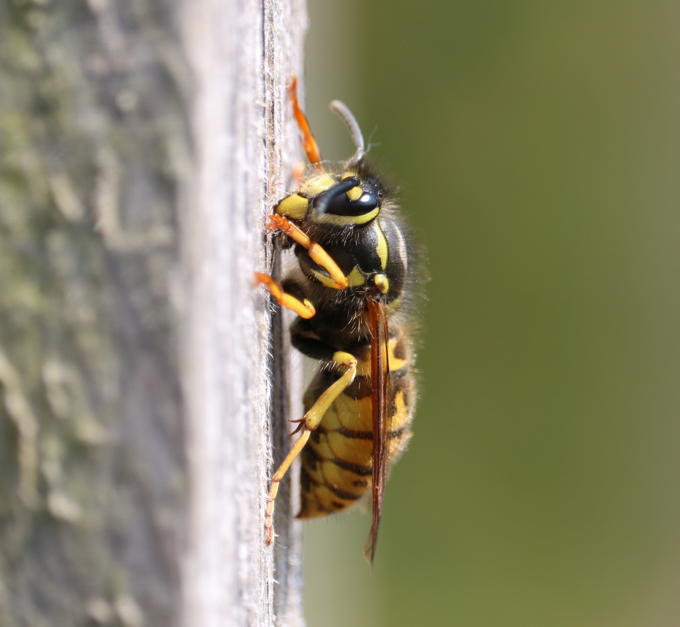 Strikingly Beautiful Wasp Free Image Download