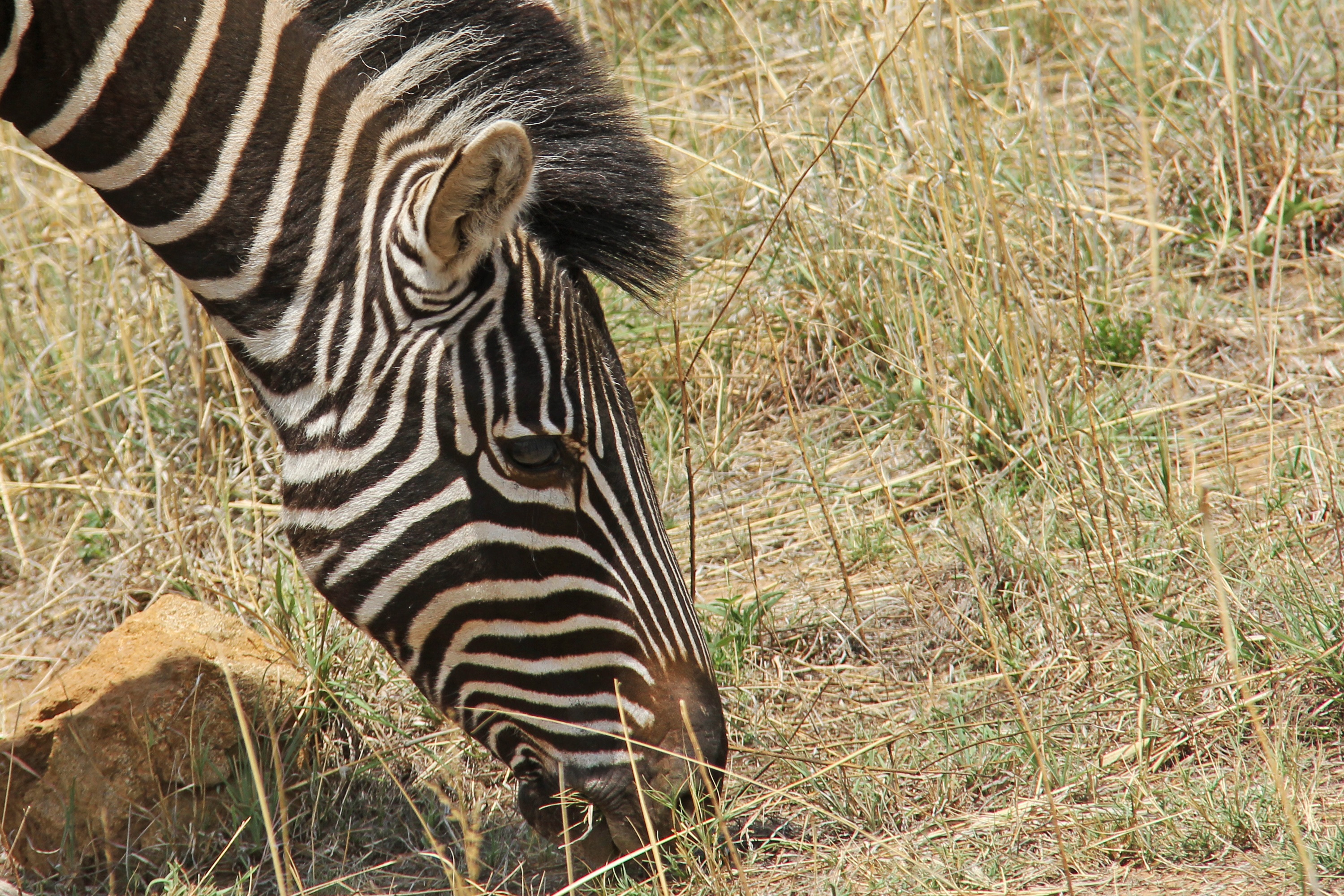 Zebras eat. Зебры в саванне. Йоханнесбург сафари. Маскировка зебры. Грива зебры.
