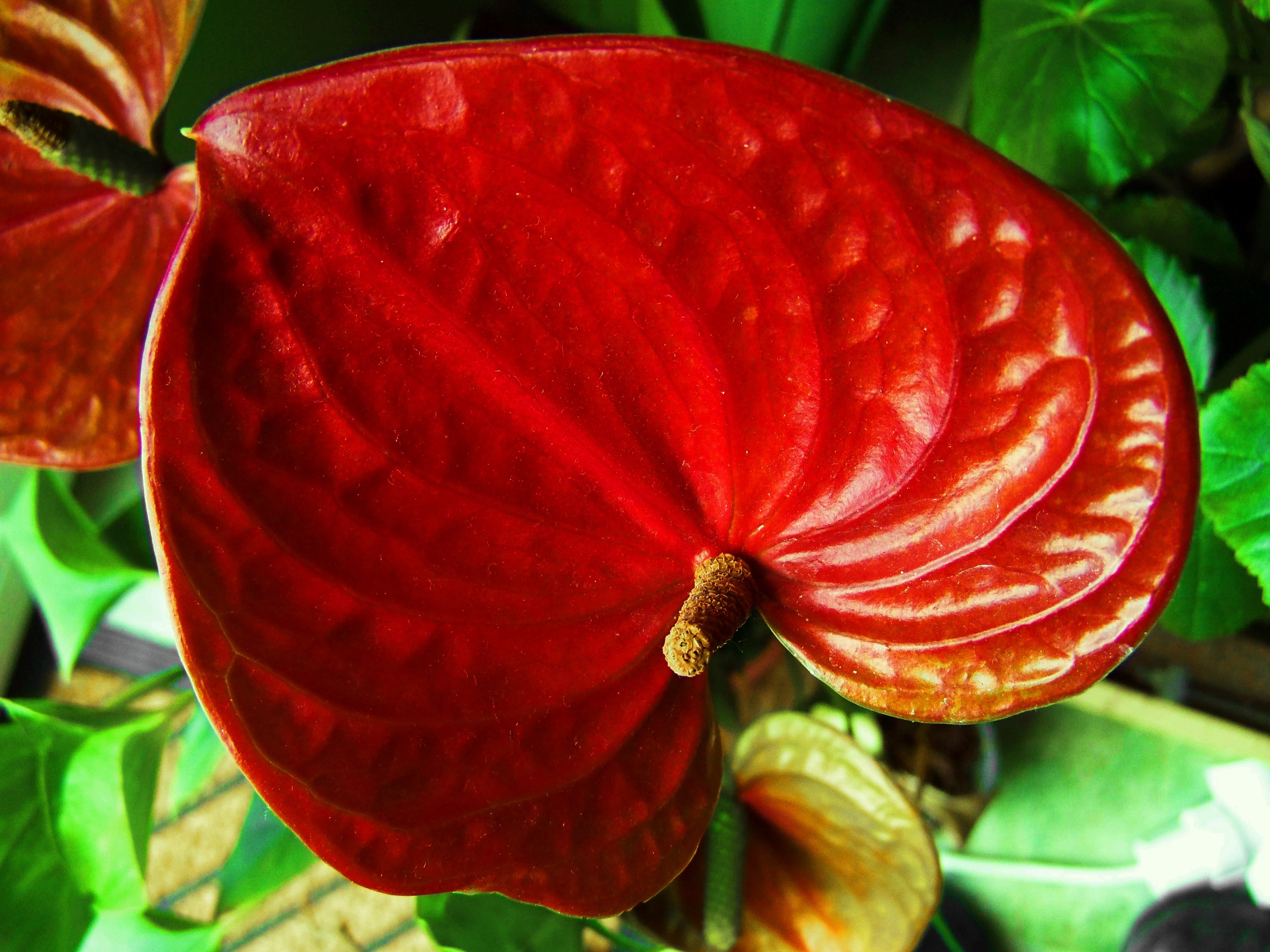 Домашний цветок с красным листком