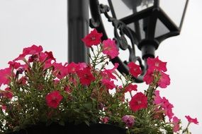 pink flowers near a street lamp