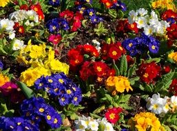 colorful primula Flowers on flowerbed