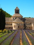 lavender cultivation the order of cistercians