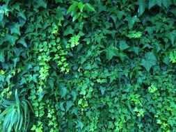 green vine on the fence