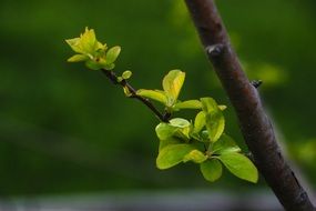green shoots on apple tree close up