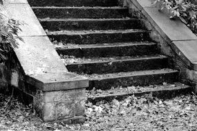foliage on an old stone staircase