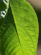 green leaf with reliefs