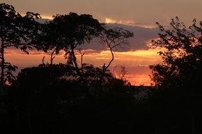 dark silhouettes of trees at sunset sky, Brazil, cearÃ¡, tiangua