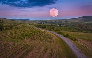 vineyards in Slovakia