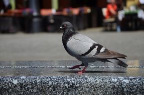 grey Pigeon Walking by Stone bench at City