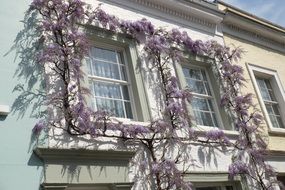 light purple wisteria on the facade of a white building