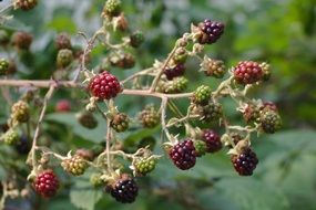 Bokeh photo of the colorful berries