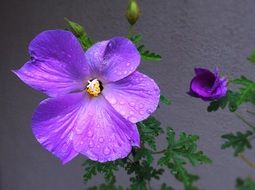 Raindrops on the beautiful purple flowers close-up