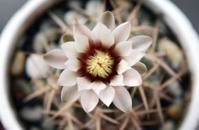 Gymnocalycium Cactus