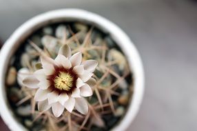 flowering cactus in a pot