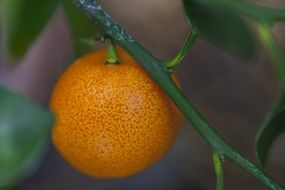 Picture of the Tangerine