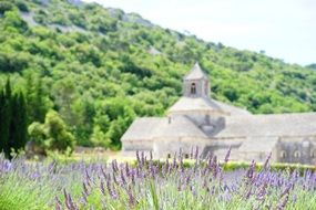 Flowers on the background of the abbaye de senanque