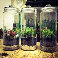 Greenforest plants in a glass