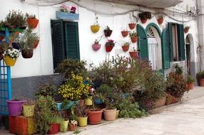 blooming Plants in colorful pots on street at wall of old building, Italy