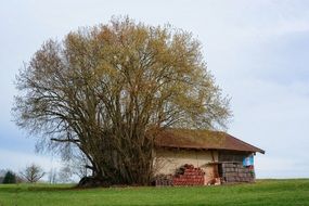 big tree near the hut