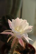 delicate pink cactus flower