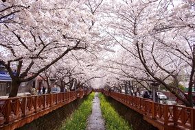 Cherry Blossom Gunhangje