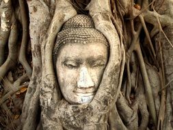 face on tree root as a symbol of Buddhism