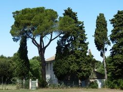 landscape of tall green trees near the white house