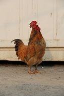 rooster in front of the house