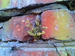 plant grows through the stone