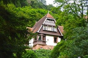 house in green forest