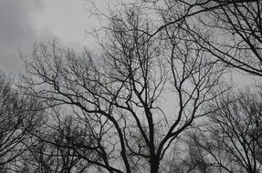 tree branches without foliage in the grey sky