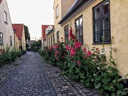 paving stones on an old street in denmark