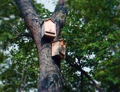 two Bat Boxes on Tree trunk