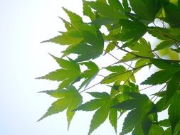 maple leaf branch Japan
