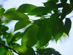 green cherry leaf