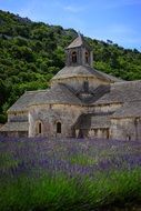 Abbaye Notre-Dame de Senanque lavender field