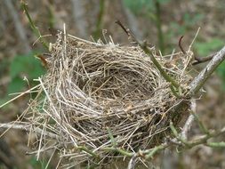 Bird Nest close-up on blurred background
